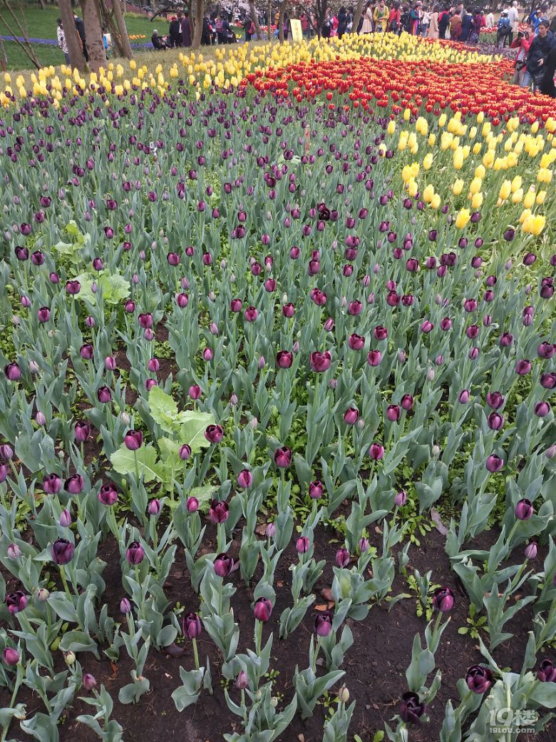 花儿为什么那么红