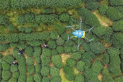 头茶运到山下 以前要两个多小时 现在两分钟搞定