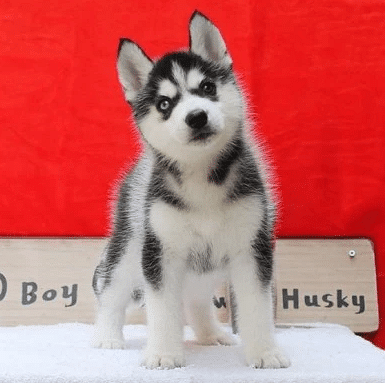 家养一窝哈士奇