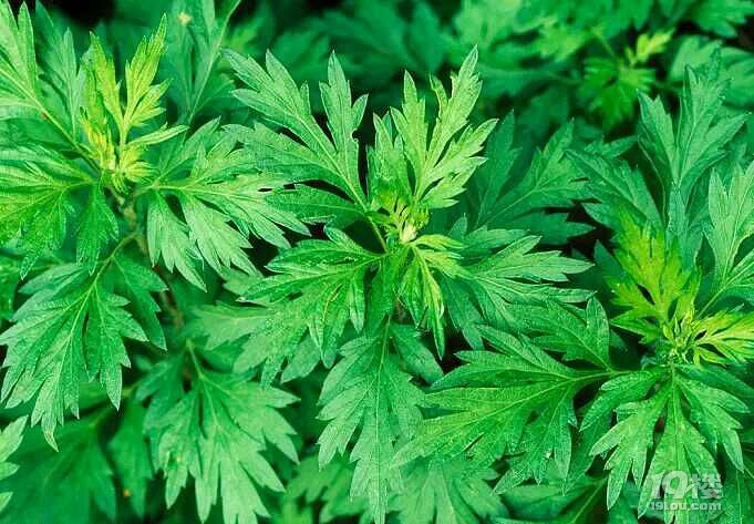 花300块钱网购了30斤假艾草?清明节临