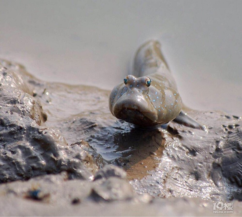 跳跳鱼,又叫弹涂鱼.滩涂上的精灵,上过《舌尖上的中国》