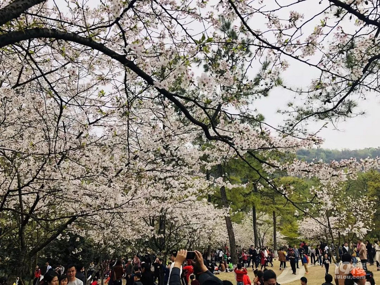 太子灣公園賞郁金香?親,準(zhǔn)媽媽的你盡量別去擠了!