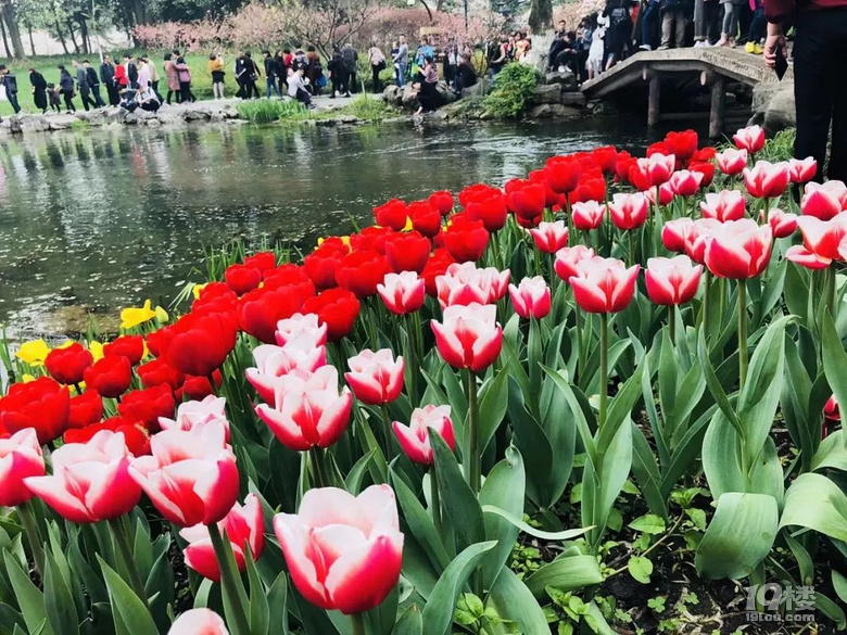 太子灣公園賞郁金香?親,準(zhǔn)媽媽的你盡量別去擠了!