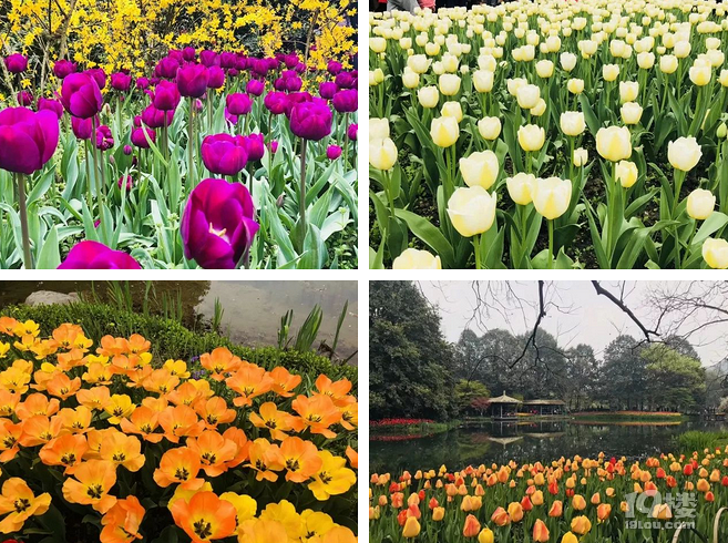 太子灣公園賞郁金香?親,準(zhǔn)媽媽的你盡量別去擠了!