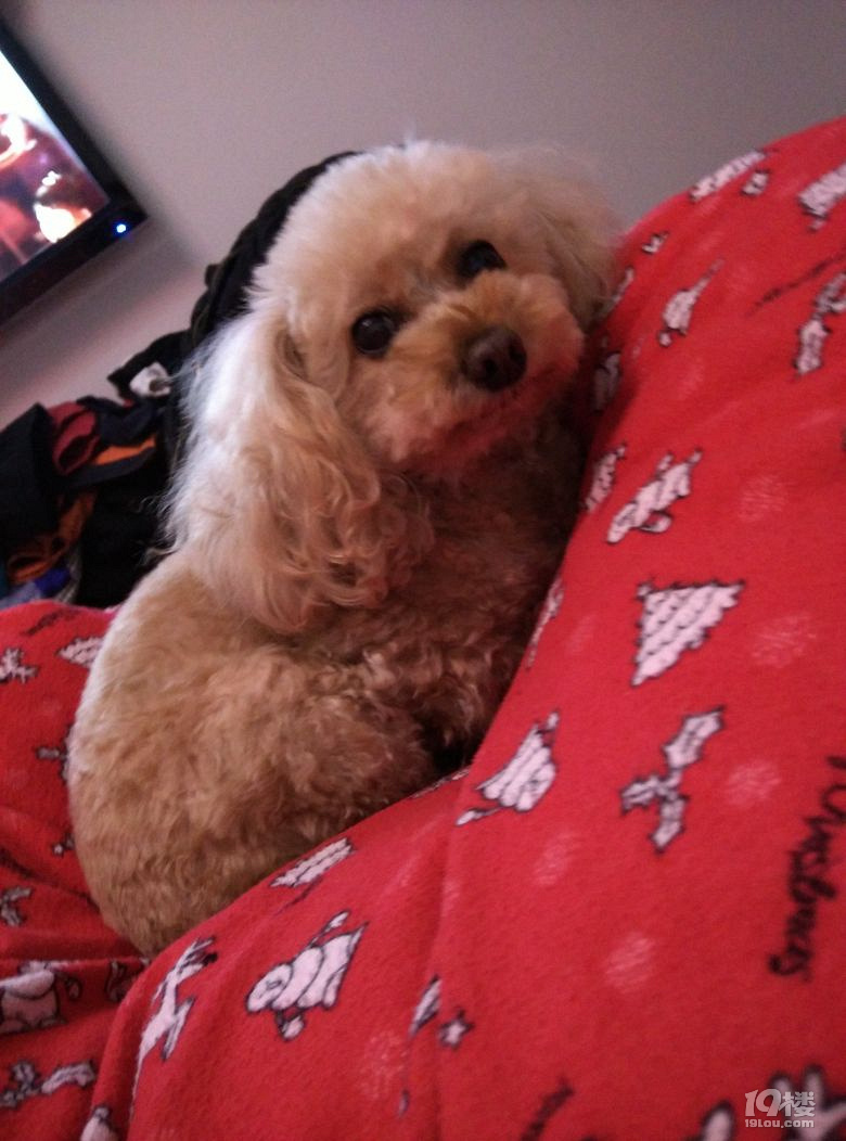 流泪找狗,上城区望江婺江近江附近。丢失贵宾