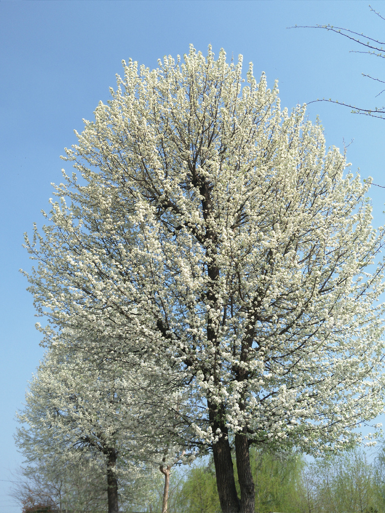 美丽的棠梨树