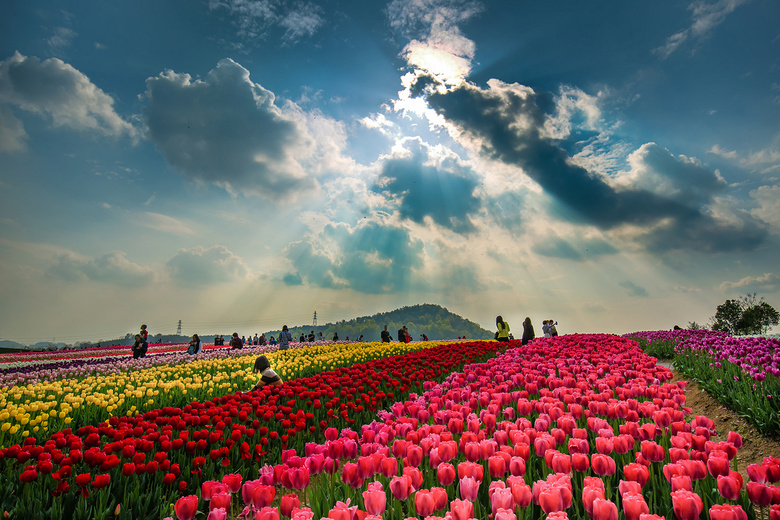 三月的郁金香-风景照-19摄区-杭州19楼