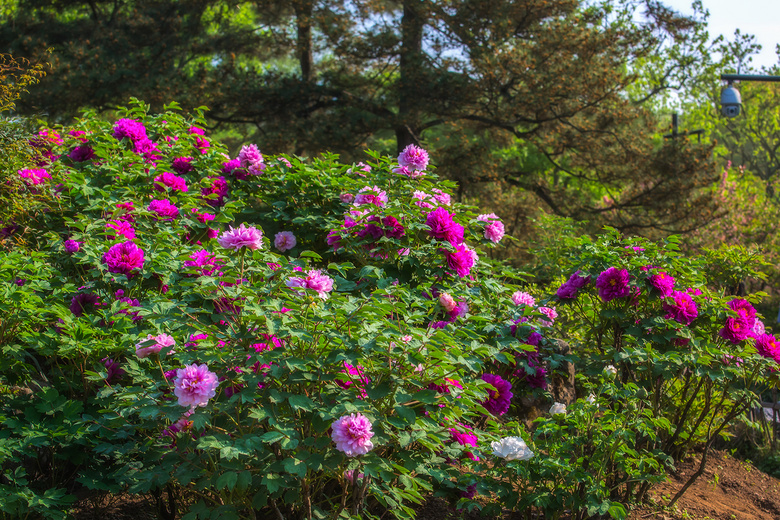 牡丹花与紫藤花