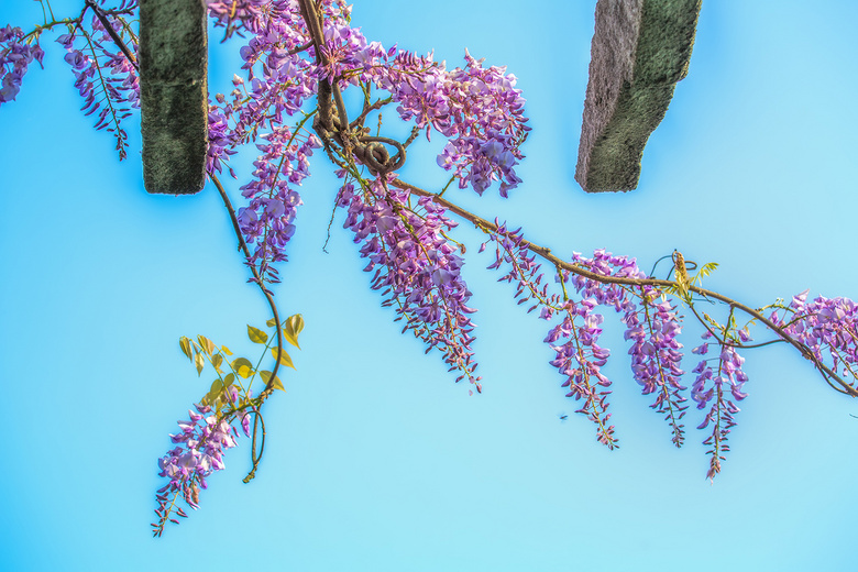 牡丹花与紫藤花