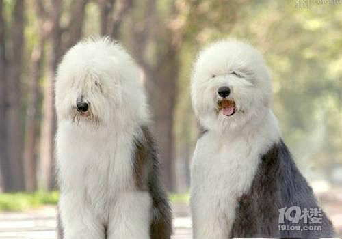 古牧怎么养 英国古代牧羊犬好养吗
