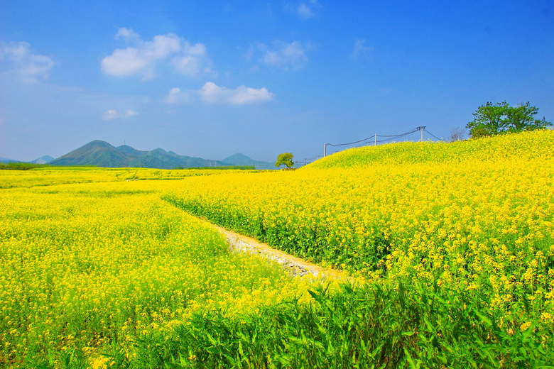 拍拍南湖油菜花