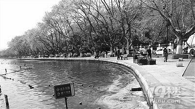 梧桐絮柳絮杨絮 飞絮们又来了!往鼻子里钻