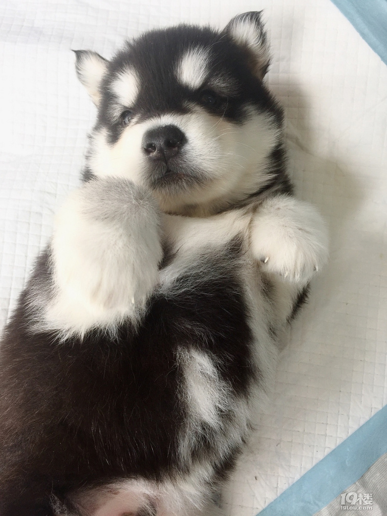 自家阿拉斯加幼犬出售