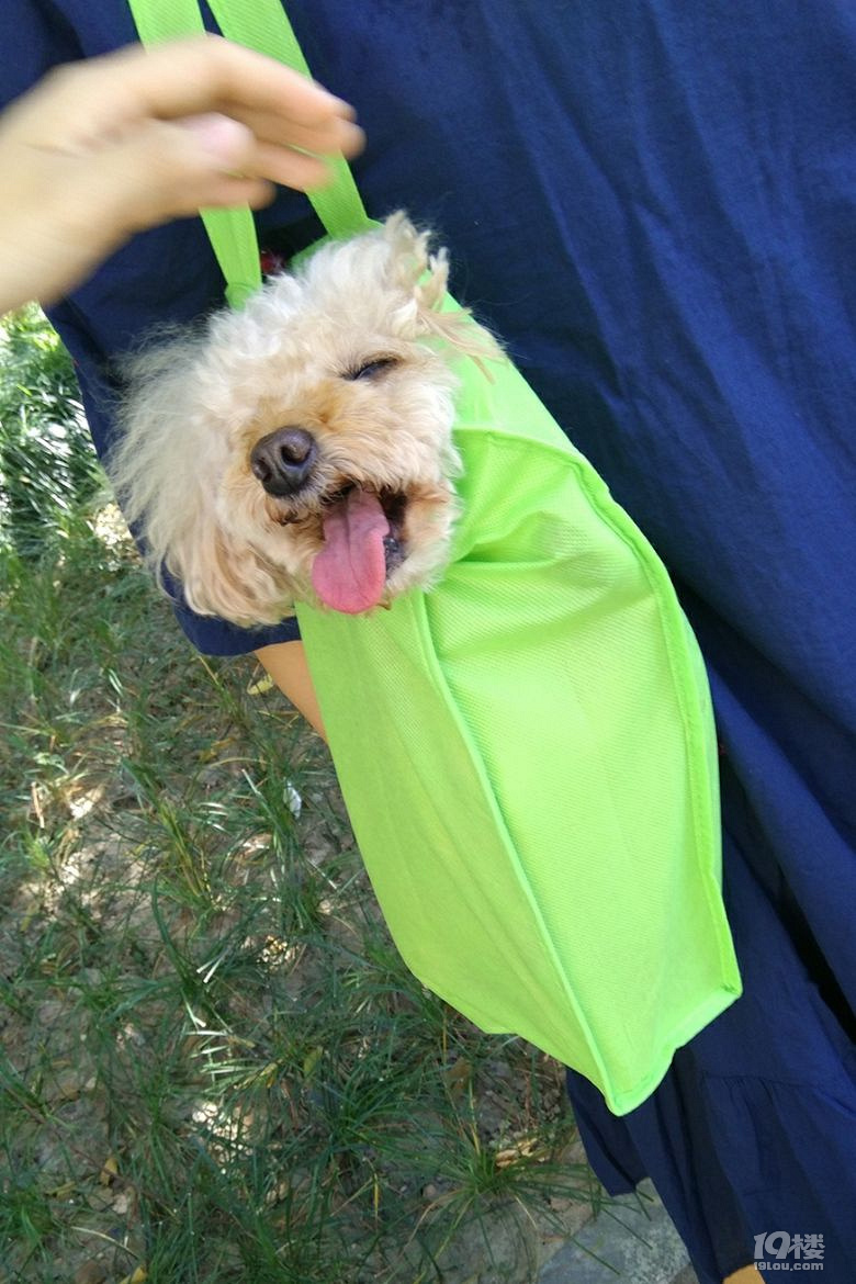 流泪找狗,香槟色贵宾佩佩,你在哪里?妈妈好想