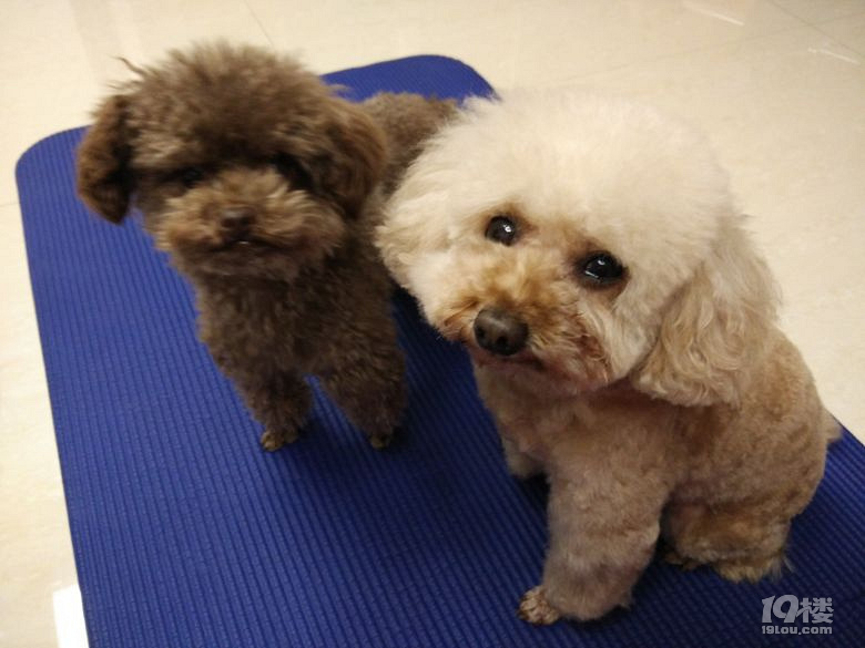 流泪找狗,香槟色贵宾佩佩,你在哪里?妈妈好想