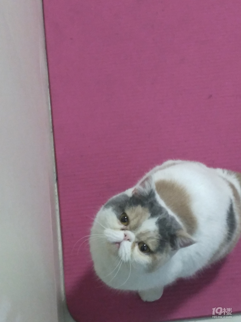 母加菲发情,有附近的公加菲来配对的吗