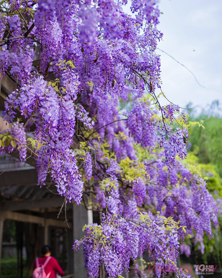 浙大华家池校区长廊紫藤花开