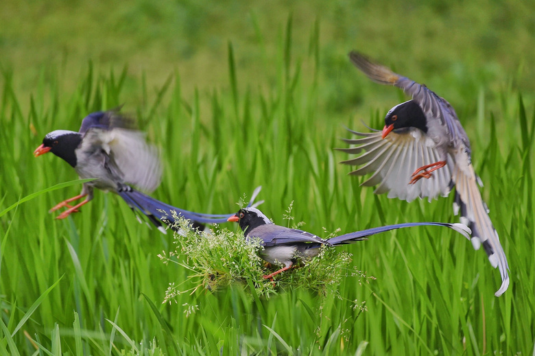 草苔上三三两两的红嘴蓝鹊