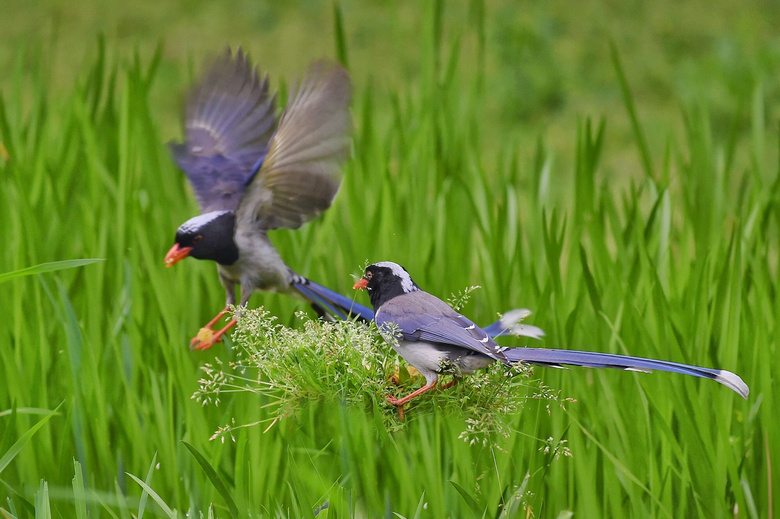 草苔上三三两两的红嘴蓝鹊