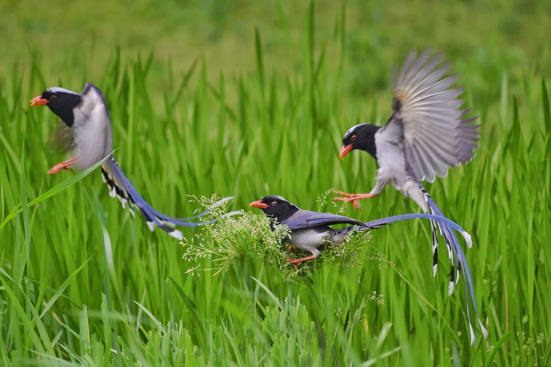草苔上三三两两的红嘴蓝鹊