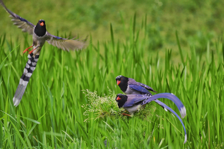 草苔上三三两两的红嘴蓝鹊