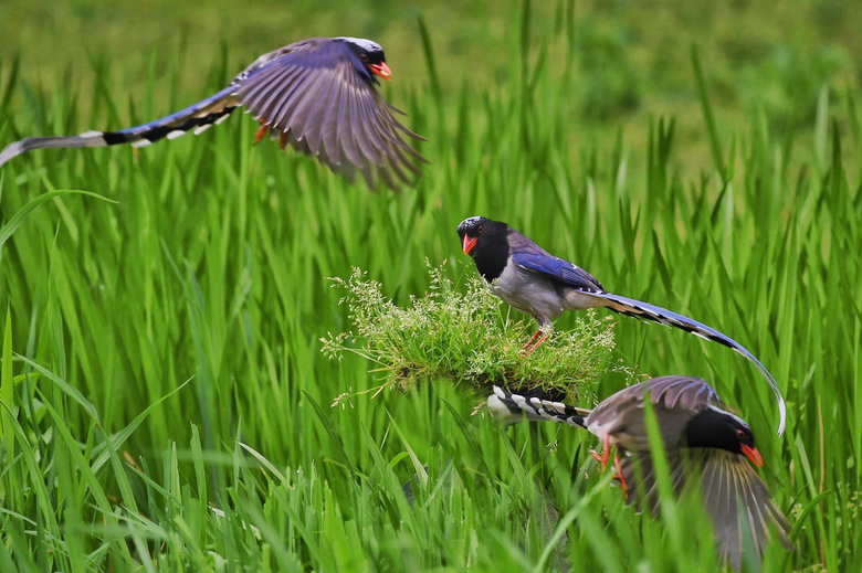 草苔上三三两两的红嘴蓝鹊