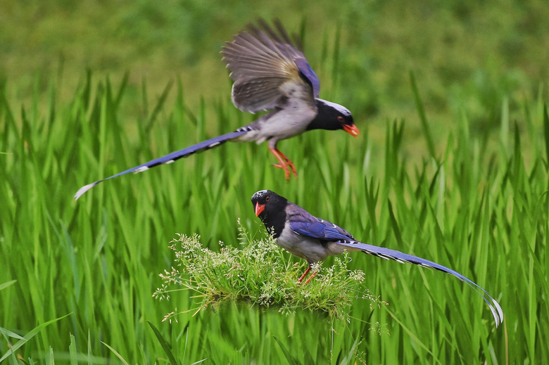 草苔上三三两两的红嘴蓝鹊
