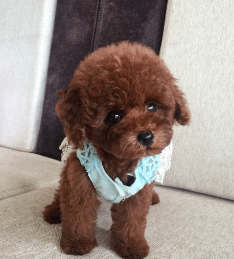 买泰迪的朋友进 健康血统 聪明活泼古灵精怪