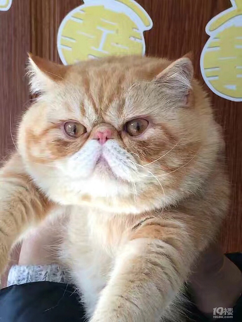 母加菲发情,有附近的公加菲来配对的吗