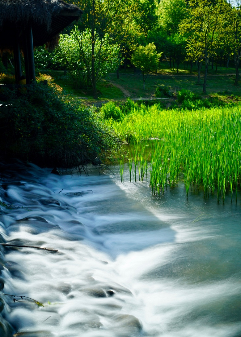 一陂春水绕花身 花影妖娆各占春