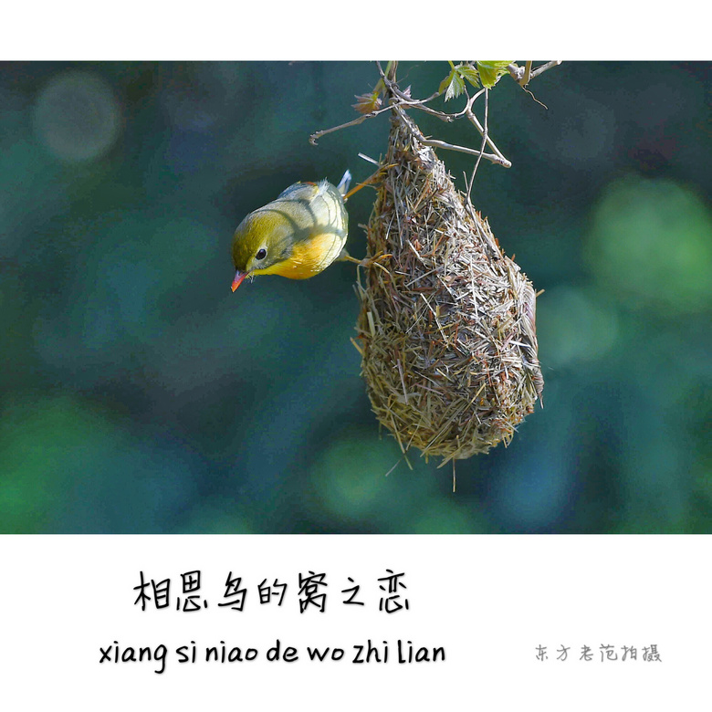 相思鸟的窝之恋