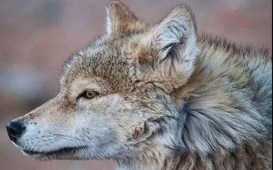 《人类星球》里的沙漠野狼其实是"家狼":动物园里跟驯狼师过日子的狼.