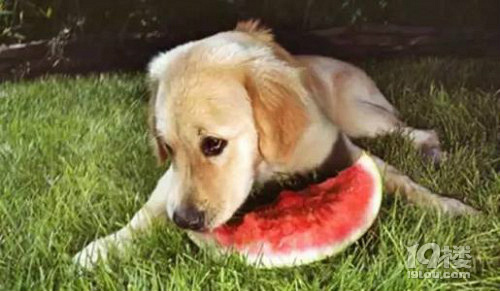 狗狗吃葡萄会怎么样 狗狗能吃葡萄吗