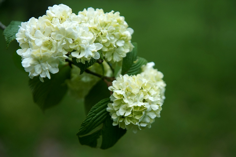 鴿子花和粉團莢蒾