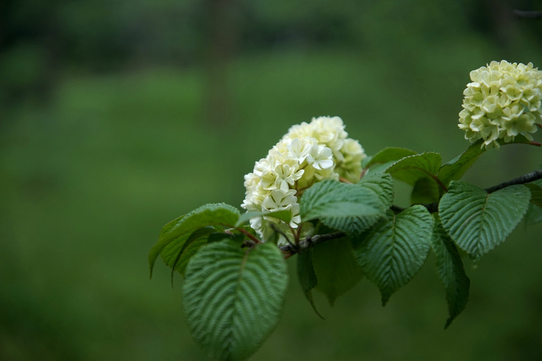 鴿子花和粉團莢蒾