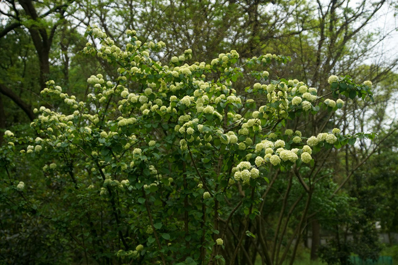 鴿子花和粉團莢蒾