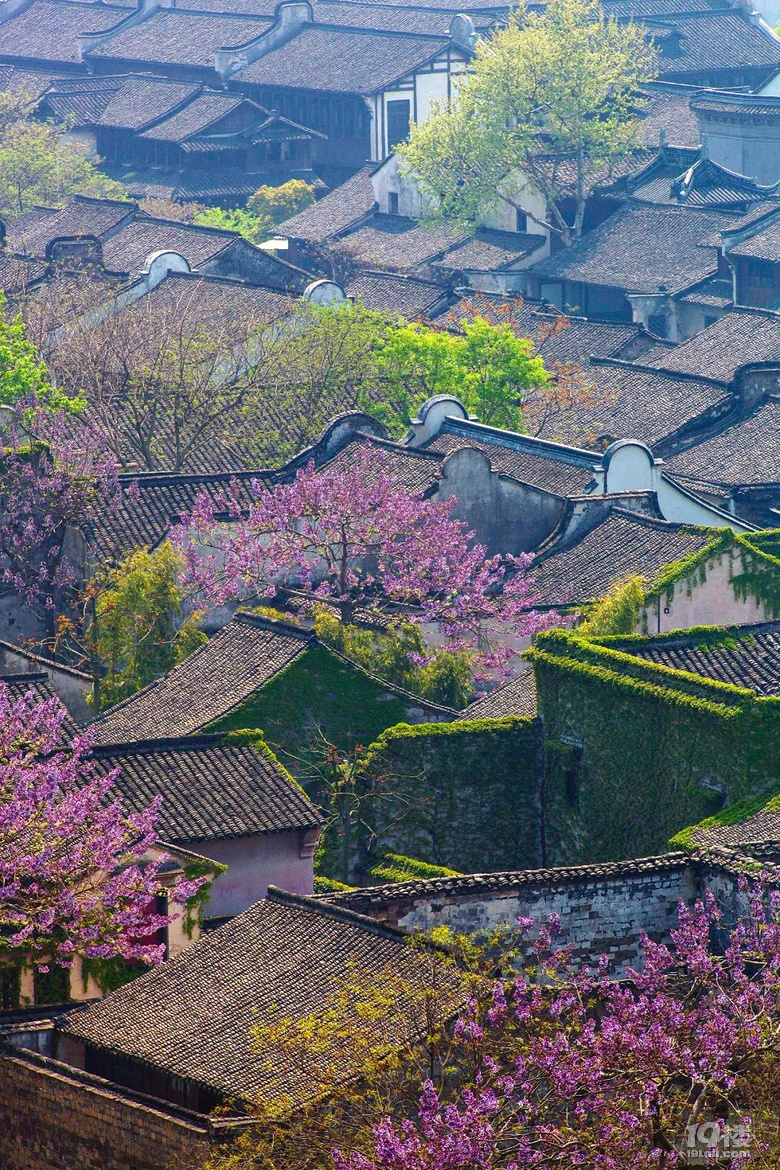水鄉(xiāng)一夢人間最美四月天,烏鎮(zhèn)賞花(4-5月)招募活動