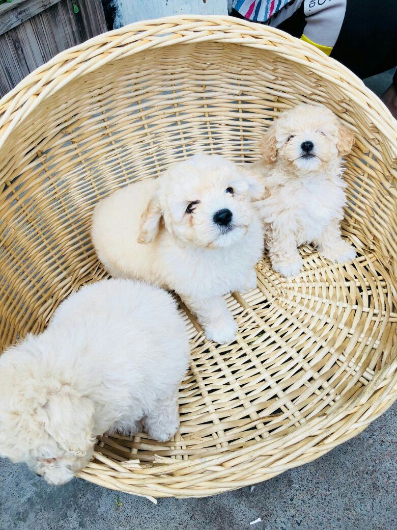 自家养泰迪第一窝宝宝寻有缘人