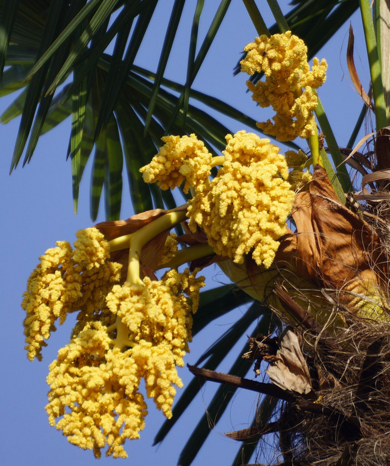 棕榈花-风景照-19摄区-杭州19楼