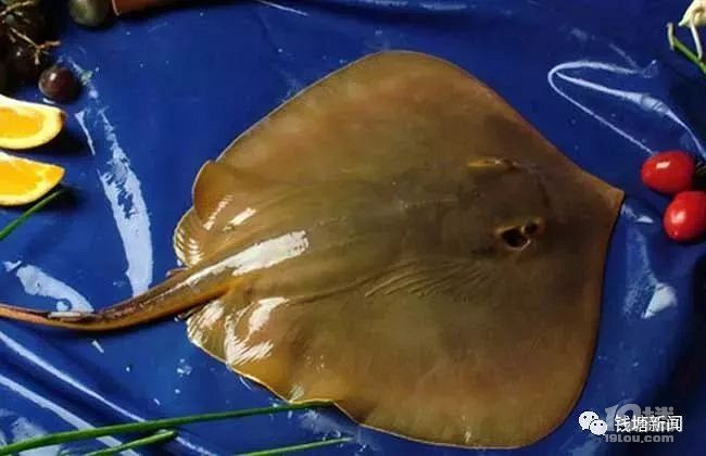 满满一车像巨型蝙蝠的怪鱼网友这货能吃吗