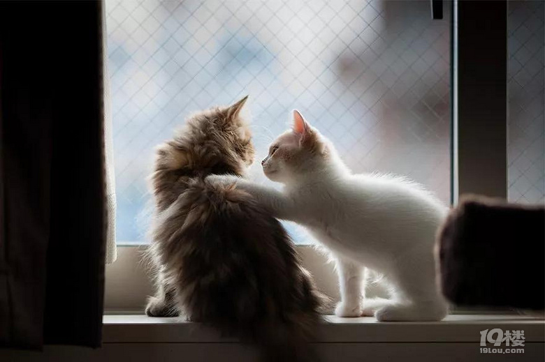 盼望主人归来的喵星人,眼神里充满了期待