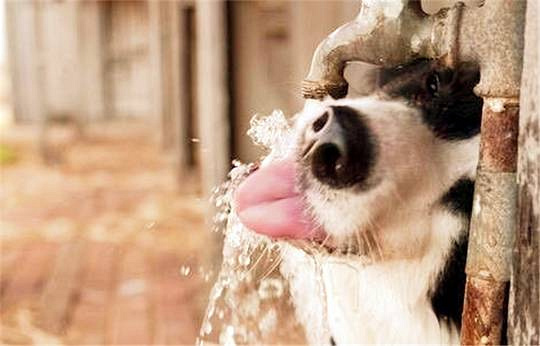 夏天带狗出门需要注意的4件大事,养狗的一定要