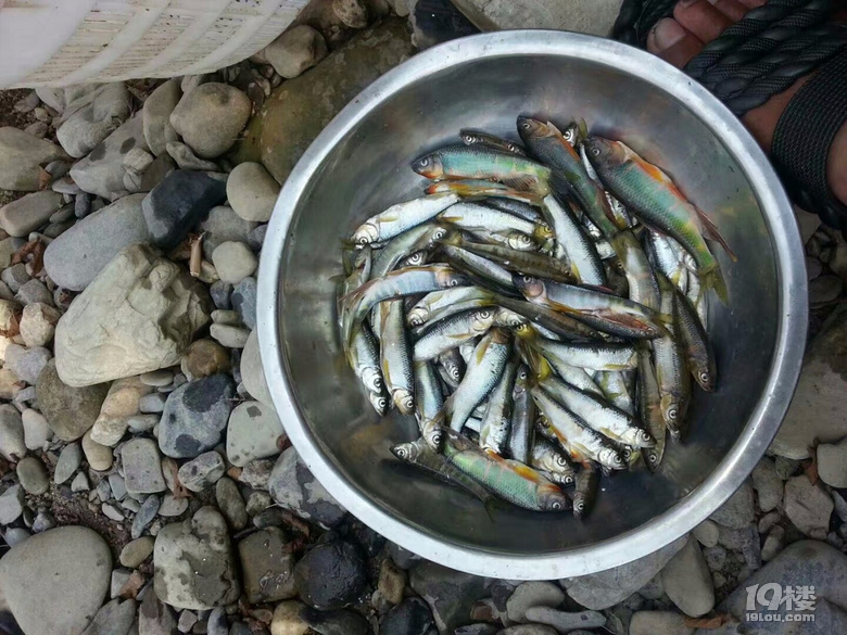 野生实在难得!-美食狗仔队-美食俱乐部-杭州19楼