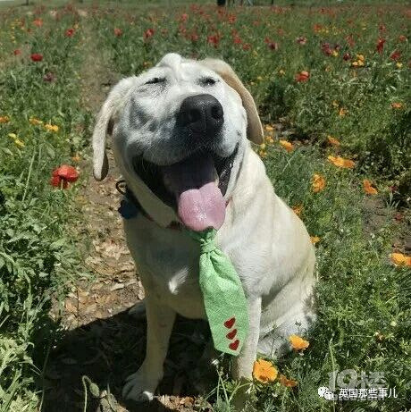脸在妈妈肚子里被挤变形!它命途多舛,但结