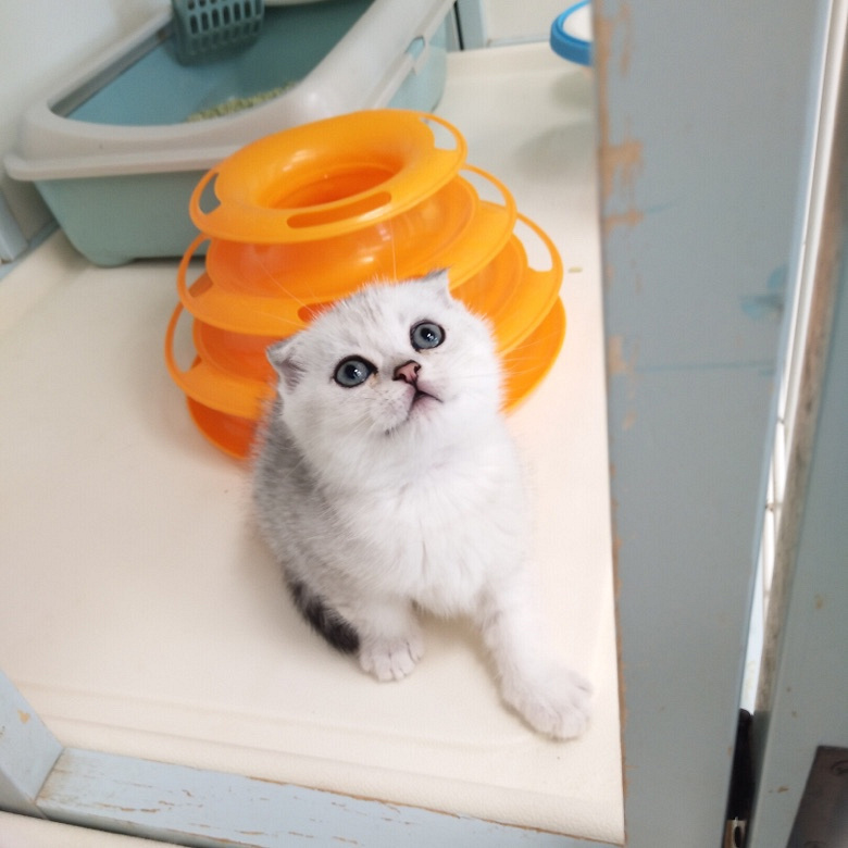 自家英短银渐层小猫找主人