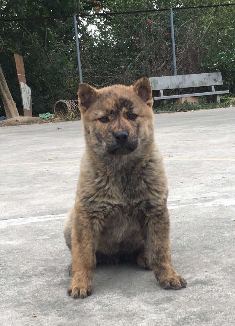 广西土猎有没有喜欢打猎的朋友