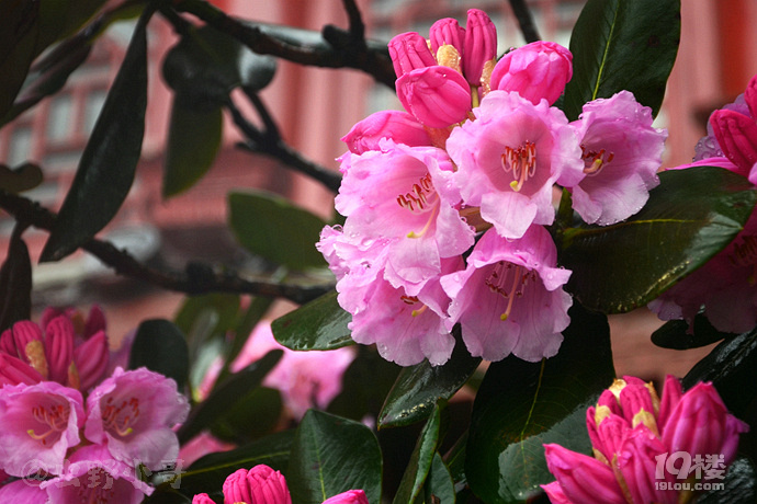 南川·我的不二情书:金佛山——遇见最美的乔木杜鹃