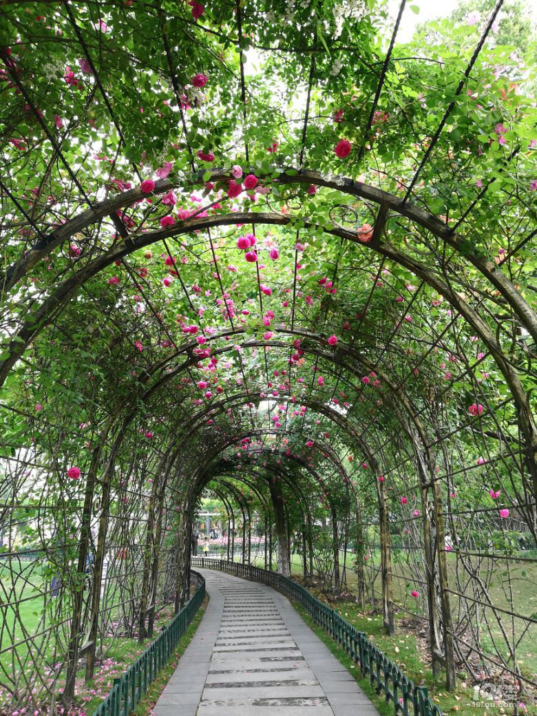 美爆了!市区最美的月季花长廊正值盛花期