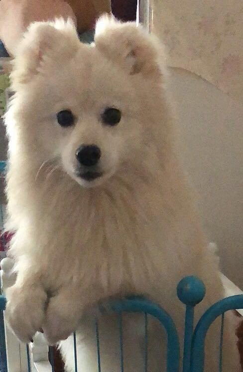 狗狗食欲不振、精神萎靡?原来是TA惹的祸!