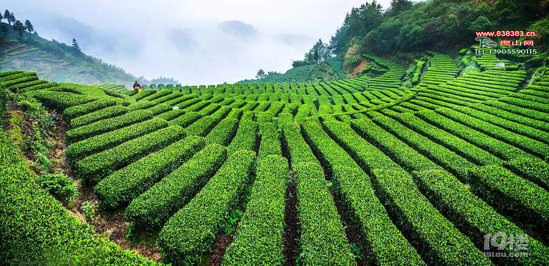 黄山毛峰的茶园